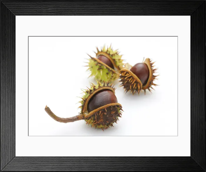 Framed Print : Horse-chestnut (Aesculus hippocastanum)