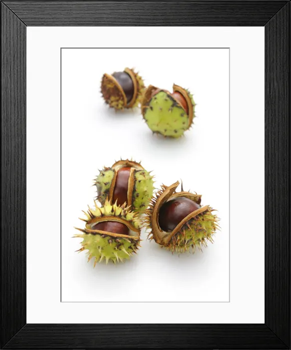 Framed Print : Horse-chestnut (Aesculus hippocastanum)