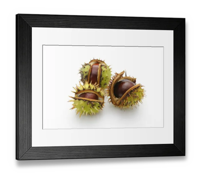 Framed Print : Horse-chestnut (Aesculus hippocastanum) Framed Print : Horse-chestnut (Aesculus hippocastanum)