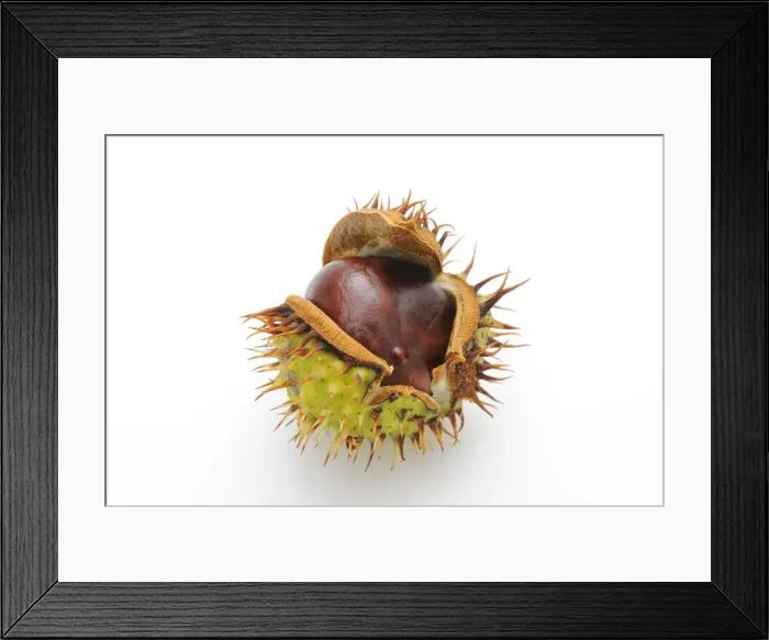 Framed Print : Horse-chestnut (Aesculus hippocastanum) Framed Print : Horse-chestnut (Aesculus hippocastanum)