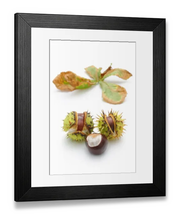 Framed Print : Horse-chestnut (Aesculus hippocastanum) Framed Print : Horse-chestnut (Aesculus hippocastanum)
