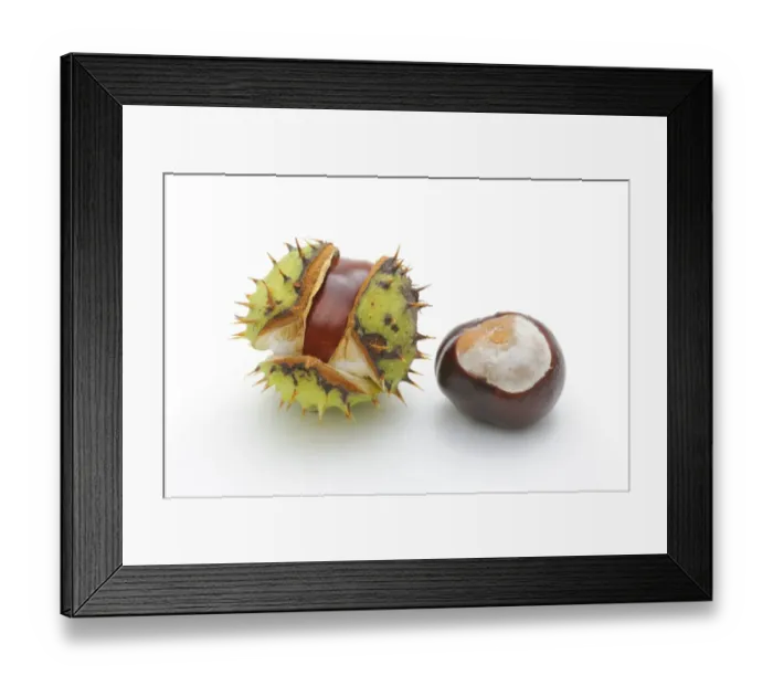 Framed Print : Horse-chestnut (Aesculus hippocastanum) Framed Print : Horse-chestnut (Aesculus hippocastanum)