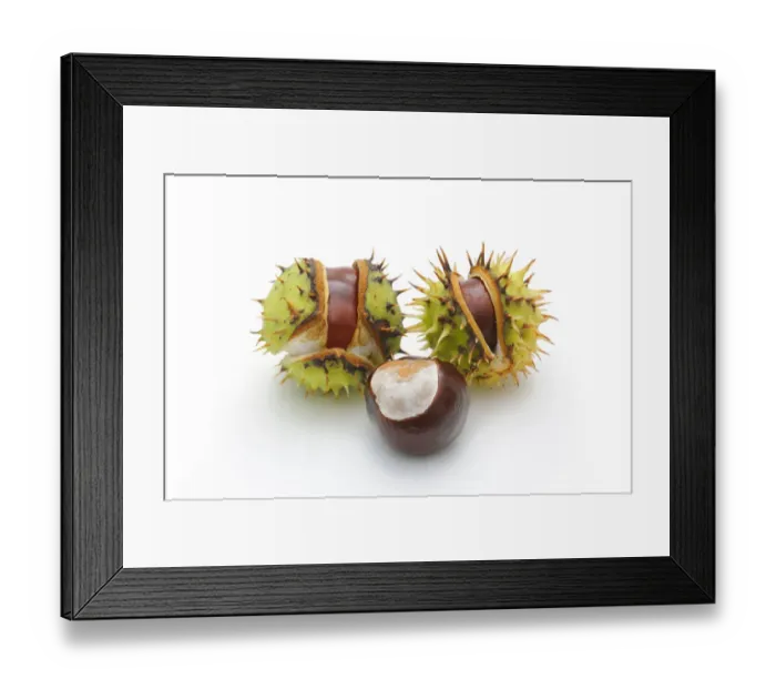 Framed Print : Horse-chestnut (Aesculus hippocastanum) Framed Print : Horse-chestnut (Aesculus hippocastanum)
