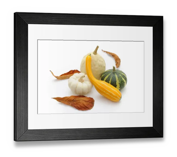 Framed Print : Various ornamental pumpkins (Cucurbita), autumn leaves Framed Print : Various ornamental pumpkins (Cucurbita), autumn leaves