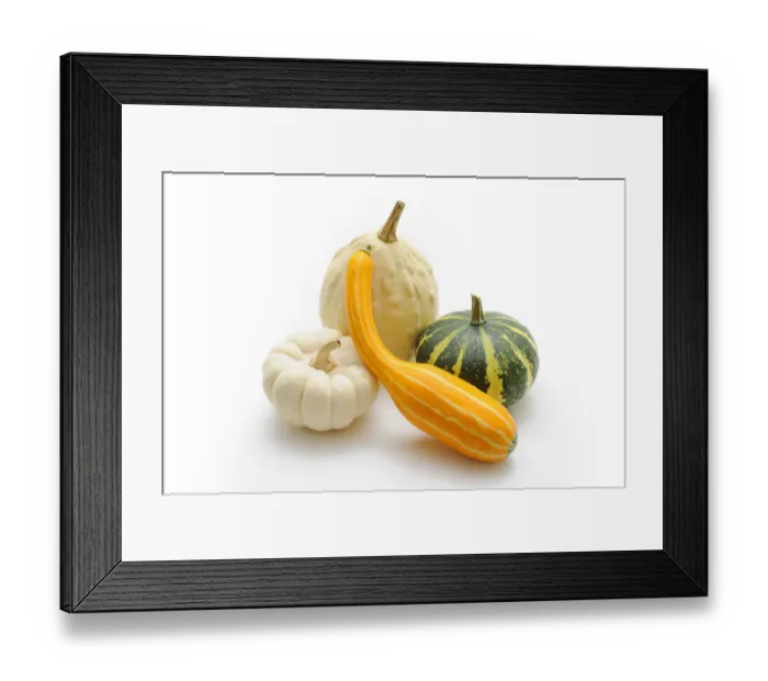 Framed Print : Ornamental pumpkins (Cucurbita) Framed Print : Ornamental pumpkins (Cucurbita)