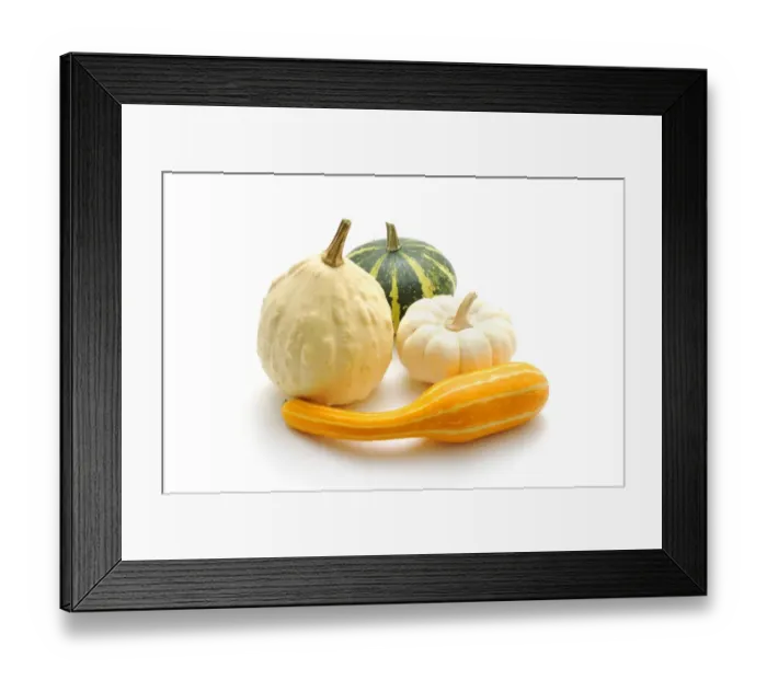 Framed Print : Various ornamental pumpkins (Cucurbita) Framed Print : Various ornamental pumpkins (Cucurbita)