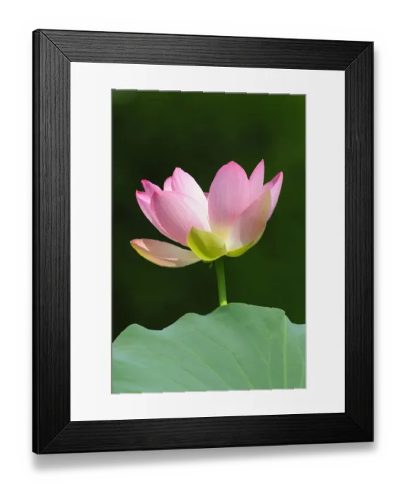 Framed Print : Indian Lotus, Sacred Lotus, Bean of India (Nelumbo nucifera)