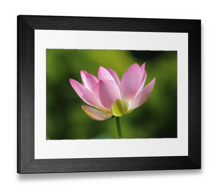 Framed Print : Indian Lotus, Sacred Lotus, Bean of India (Nelumbo nucifera) Framed Print : Indian Lotus, Sacred Lotus, Bean of India (Nelumbo nucifera)