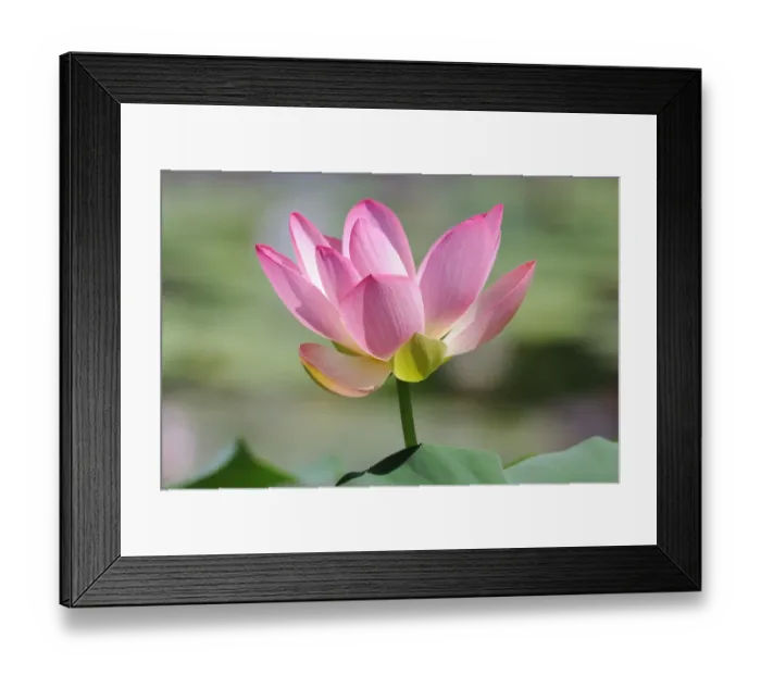 Framed Print : Indian Lotus, Sacred Lotus, Bean of India (Nelumbo nucifera) Framed Print : Indian Lotus, Sacred Lotus, Bean of India (Nelumbo nucifera)
