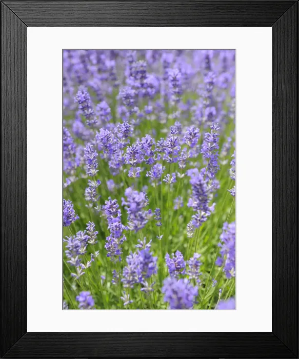 Framed Print : Lavender (Lavandula angustifolia) Framed Print : Lavender (Lavandula angustifolia)