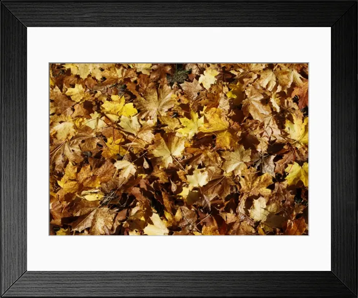 Framed Print : Autumn leaves Framed Print : Autumn leaves