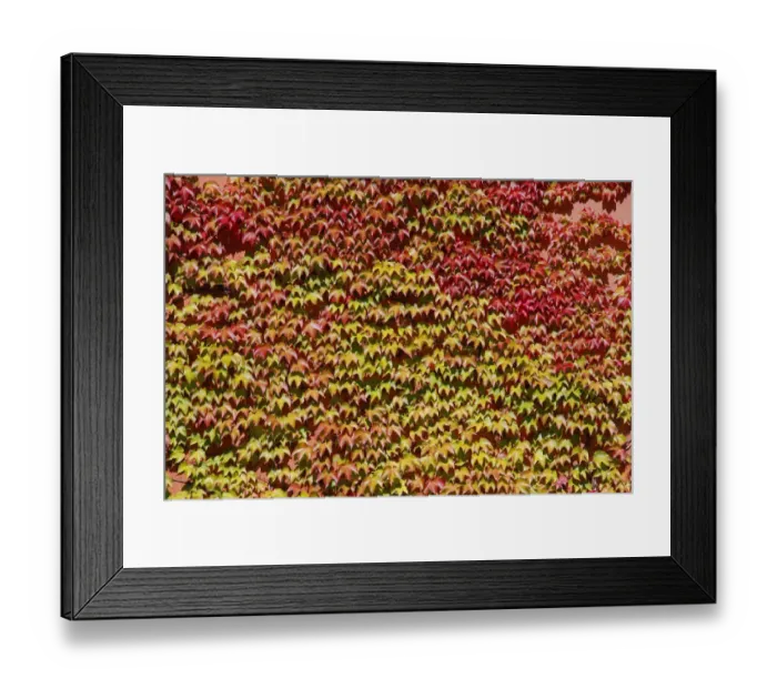 Framed Print : Japanese creeper, Boston ivy or Grape ivy (Parthenocissus tricuspidata), autumn Framed Print : Japanese creeper, Boston ivy or Grape ivy (Parthenocissus tricuspidata), autumn