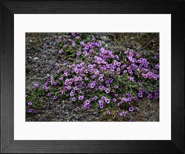 Framed Print : Moss Campion (Silene acaulis) in Svalbard, Norway, Europe Framed Print : Moss Campion (Silene acaulis) in Svalbard, Norway, Europe