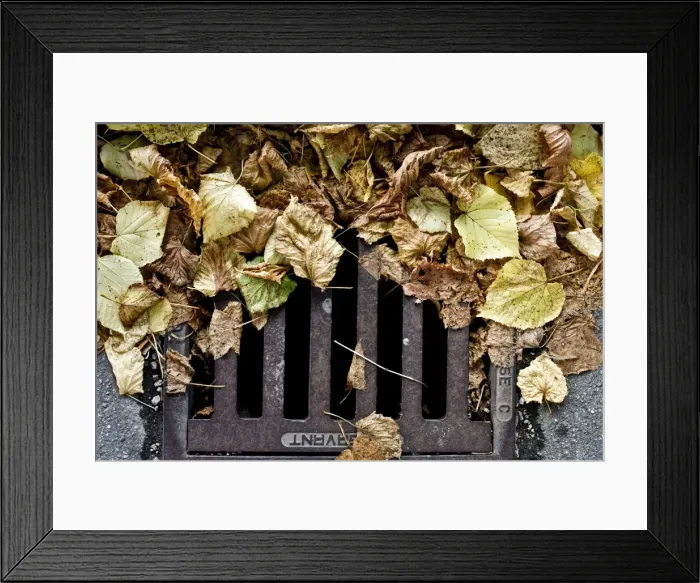 Framed Print : Autumn foliage on a gully Framed Print : Autumn foliage on a gully