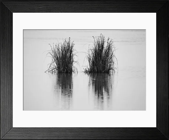 Framed Print : Reeds in a lake Framed Print : Reeds in a lake