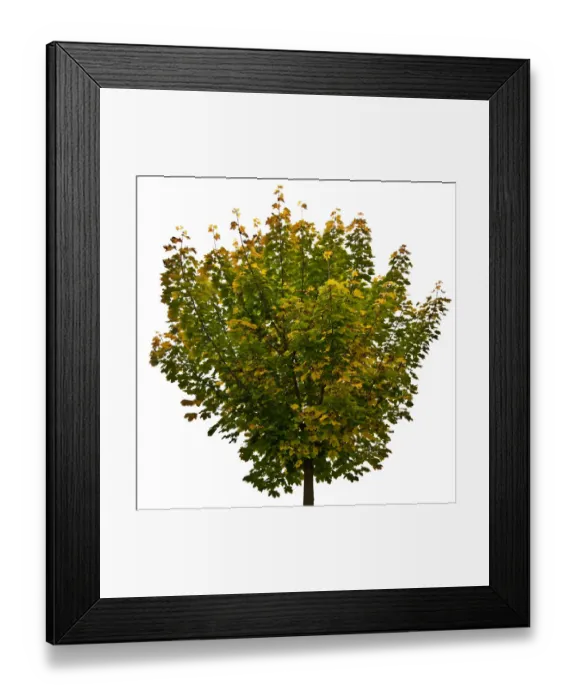 Framed Print : Maple tree (Acer) Framed Print : Maple tree (Acer)