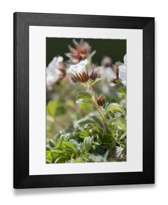 Framed Print : Diapensia (Diapensia lapponica), Hochschwab mountain range, Styria, Austria