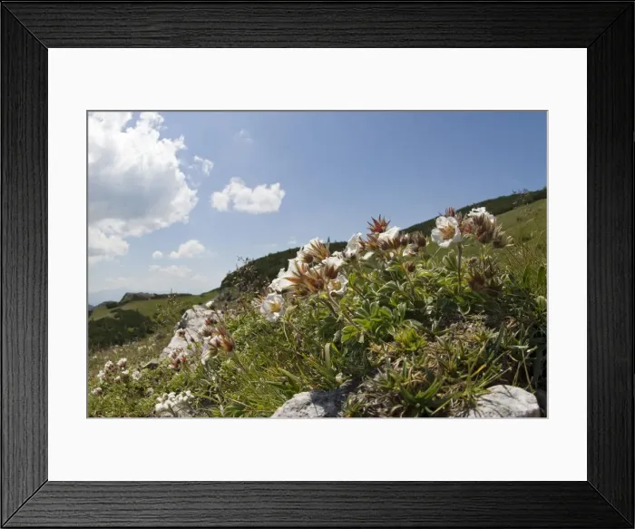 Framed Print : Mountain flowers, Diapensia (Diapensia lapponica), Hochschwab mountain range, Styria, Austria Framed Print : Mountain flowers, Diapensia (Diapensia lapponica), Hochschwab mountain range, Styria, Austria