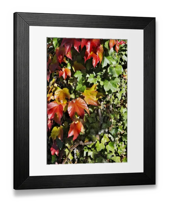 Framed Print : Japanese Creeper or Boston Ivy (Parthenocissus tricuspidata) on Common Ivy (Hedera helix), Germany, Europe Framed Print : Japanese Creeper or Boston Ivy (Parthenocissus tricuspidata) on Common Ivy (Hedera helix), Germany, Europe