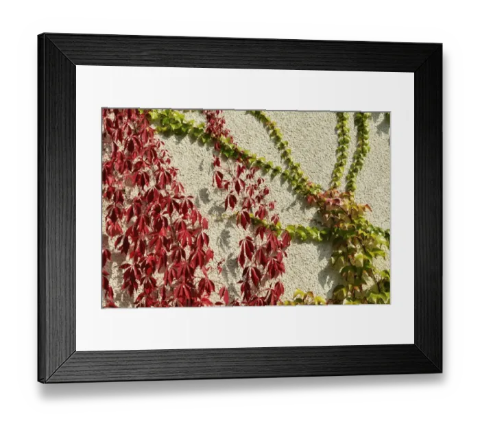 Framed Print : Virginia creeper or five-leaved ivy (Parthenocissus quinquefolia Engelmannii) and Japanese creeper, Boston ivy, Grape ivy, Japanese ivy (Parthenocissus tricuspidata) on a house wall Framed Print : Virginia creeper or five-leaved ivy (Parthenocissus quinquefolia Engelmannii) and Japanese creeper, Boston ivy, Grape ivy, Japanese ivy (Parthenocissus tricuspidata) on a house wall