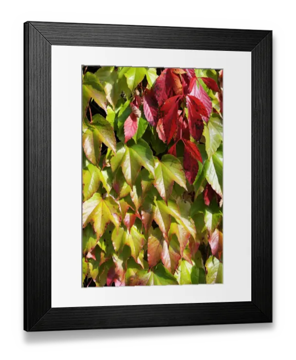 Framed Print : Virginia creeper or five-leaved ivy (Parthenocissus quinquefolia Engelmannii) and Japanese creeper, Boston ivy, Grape ivy, Japanese ivy (Parthenocissus tricuspidata) Framed Print : Virginia creeper or five-leaved ivy (Parthenocissus quinquefolia Engelmannii) and Japanese creeper, Boston ivy, Grape ivy, Japanese ivy (Parthenocissus tricuspidata)