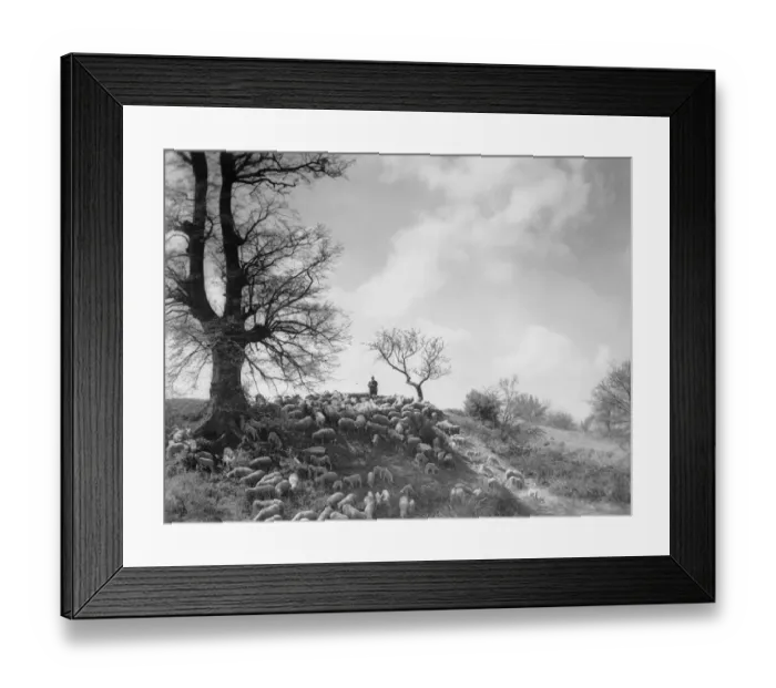 Framed Print : German Shepherd Framed Print : German Shepherd