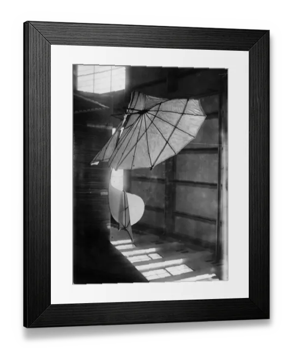 Framed Print : Fragile Glider Framed Print : Fragile Glider