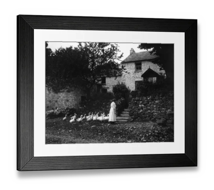 Framed Print : Poultry Procession Framed Print : Poultry Procession