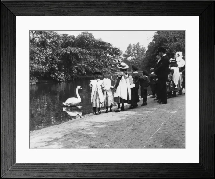 Framed Print : Feeding Swans Framed Print : Feeding Swans