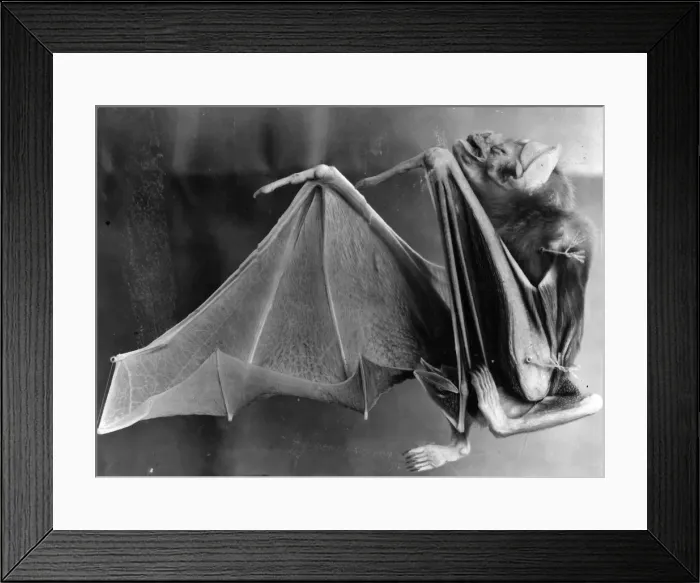 Framed Print : Vampire Bat Framed Print : Vampire Bat