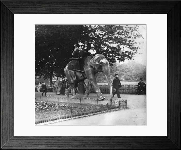 Framed Print : Elephant Ride Framed Print : Elephant Ride