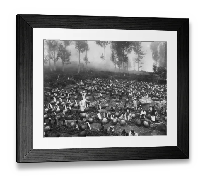 Framed Print : Tea Plantation Framed Print : Tea Plantation