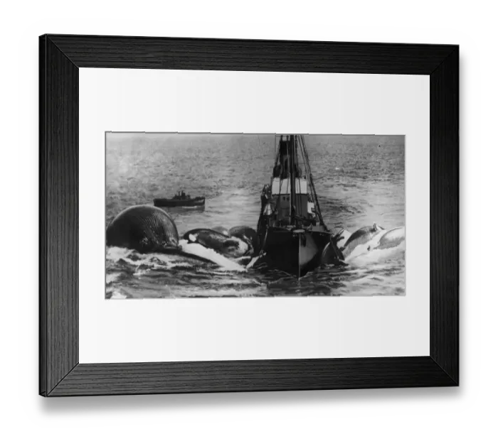 Framed Print : Whaling Vessel Framed Print : Whaling Vessel