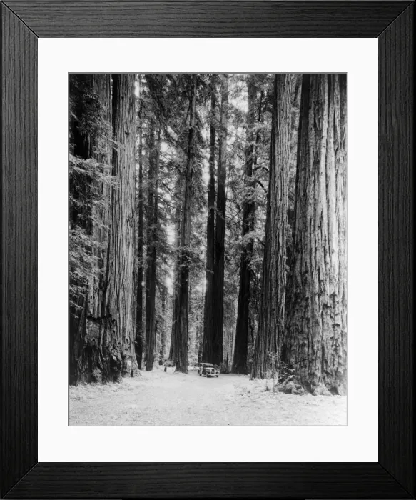 Framed Print : Redwoods. circa 1930: A car dwarfed by giant redwood trees in Bull Creek Flat Framed Print : Redwoods. circa 1930: A car dwarfed by giant redwood trees in Bull Creek Flat