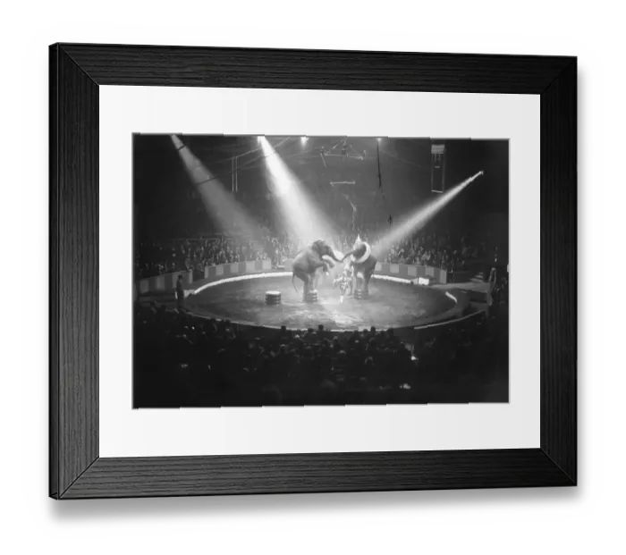 Framed Print : Circus Elephants Framed Print : Circus Elephants