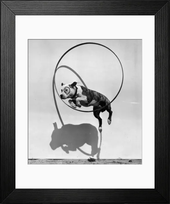 Framed Print : Performing Dog Framed Print : Performing Dog