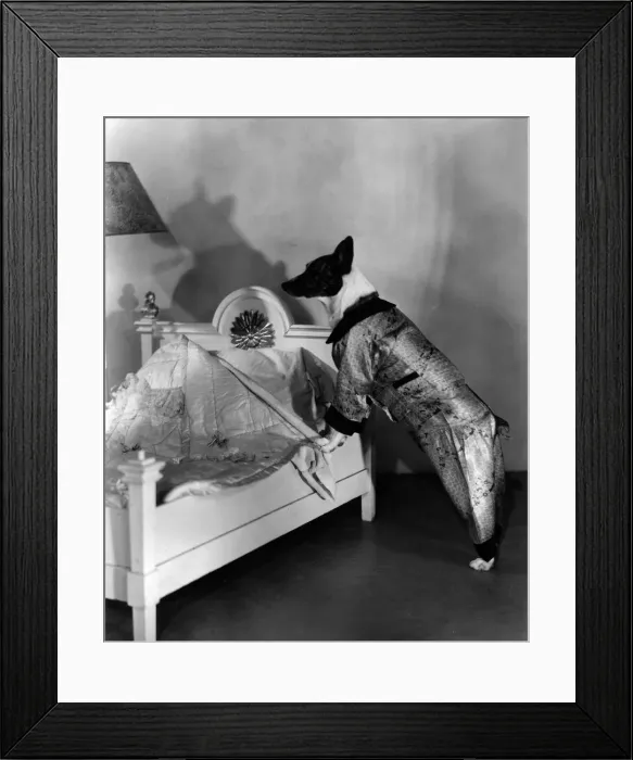 Framed Print : Dogs Bed. Buster, the dog from the Our Gang child actors group, getting ready for bed Framed Print : Dogs Bed. Buster, the dog from the Our Gang child actors group, getting ready for bed
