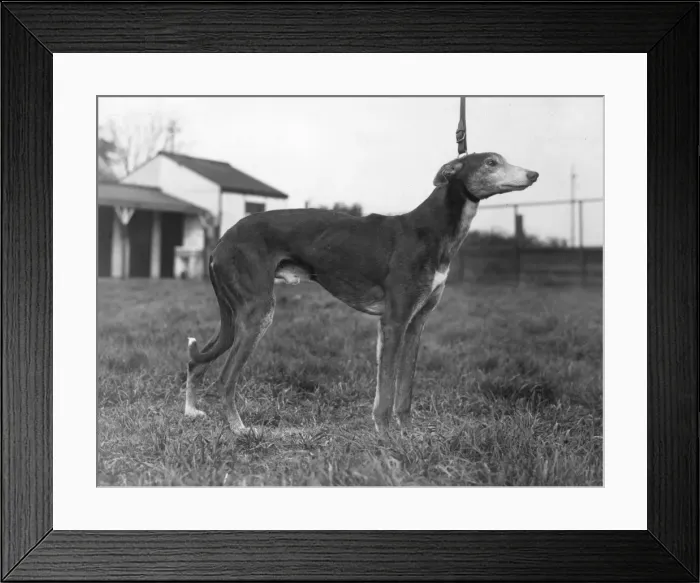 Framed Print : Greyhound. A greyhound on its leash Framed Print : Greyhound. A greyhound on its leash