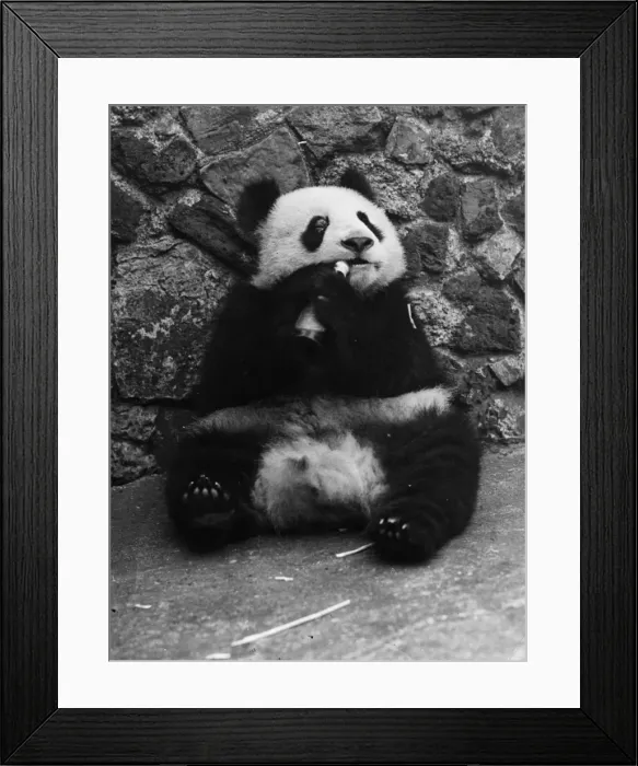 Framed Print : Panda Lunchtime Framed Print : Panda Lunchtime
