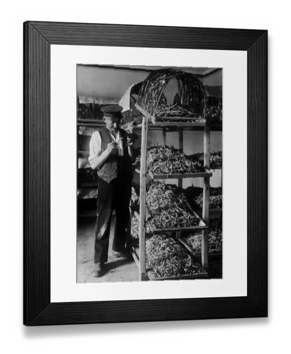 Framed Print : Silkworm Farm Framed Print : Silkworm Farm