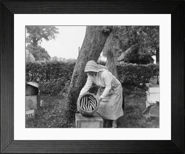 Framed Print : Beekeeper. circa 1910: A beekeeper showing part of her hive Framed Print : Beekeeper. circa 1910: A beekeeper showing part of her hive