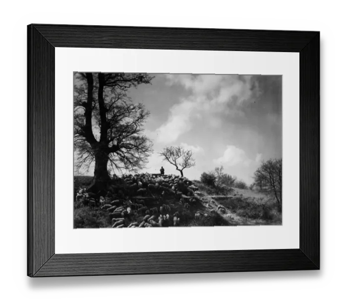 Framed Print : German Shepherd Framed Print : German Shepherd
