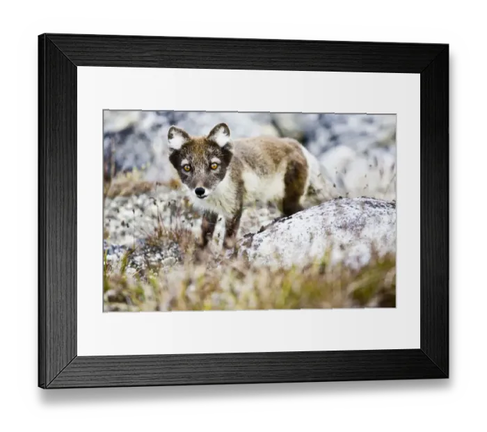 Framed Print : Arctic fox Framed Print : Arctic fox