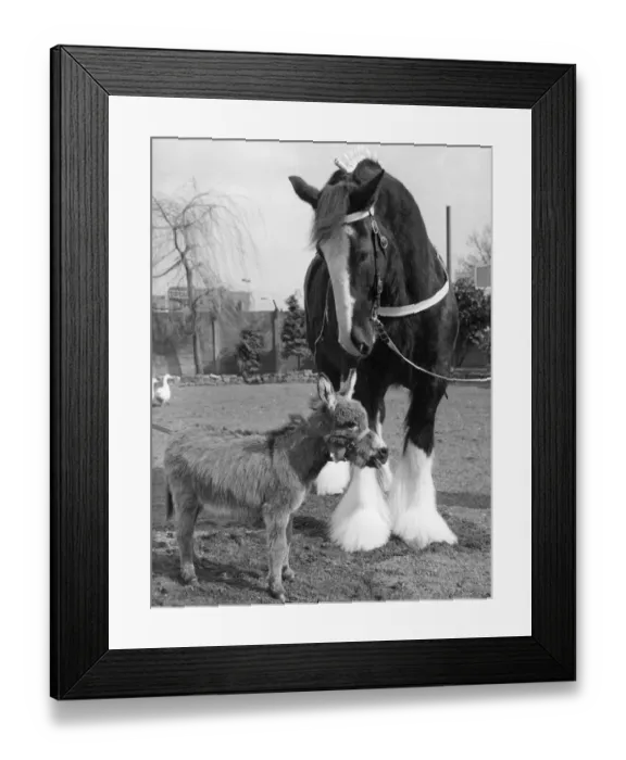 Framed Print : Little and Large Framed Print : Little and Large