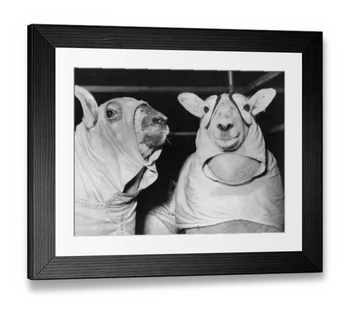 Framed Print : Sheeps Clothing Framed Print : Sheeps Clothing