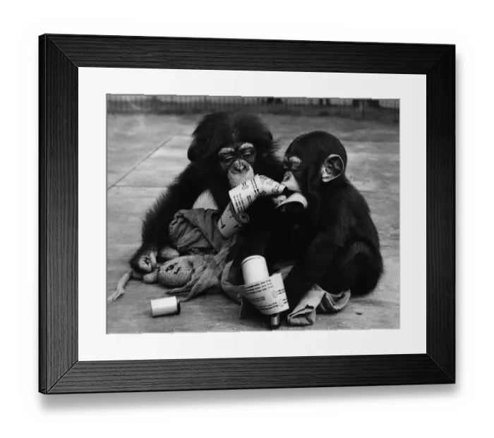 Framed Print : Baby Chimps Framed Print : Baby Chimps