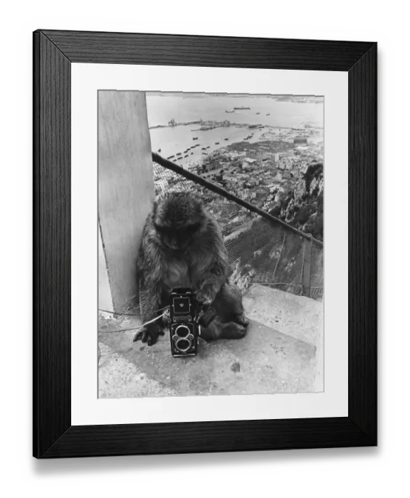 Framed Print : The Apes Of Gibraltar Framed Print : The Apes Of Gibraltar