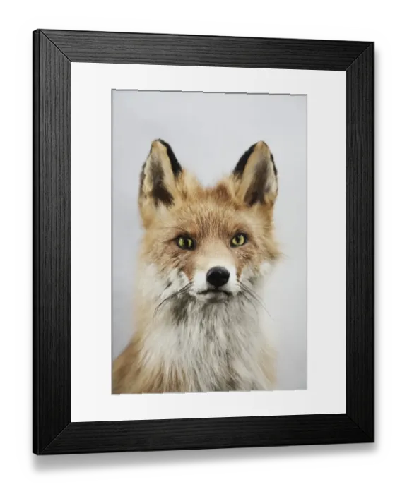 Framed Print : Fox