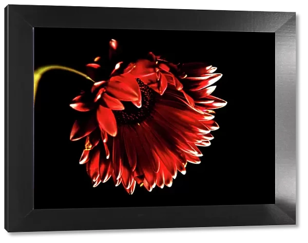 Red gerbera daisy with black background