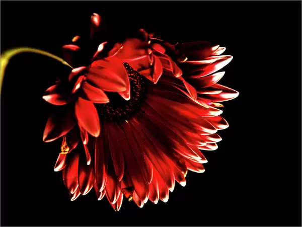 Red gerbera daisy with black background